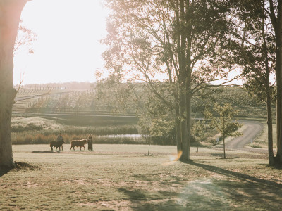 highland-cows
