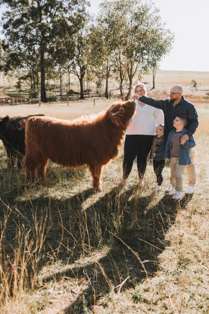 Highland Cows Nicole Butler Photography 17