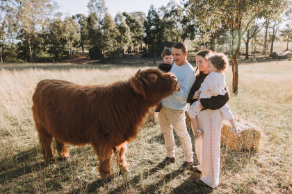 Highland Cows Nicole Butler Photography 4