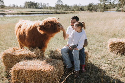 Highland Cows Nicole Butler Photography 11