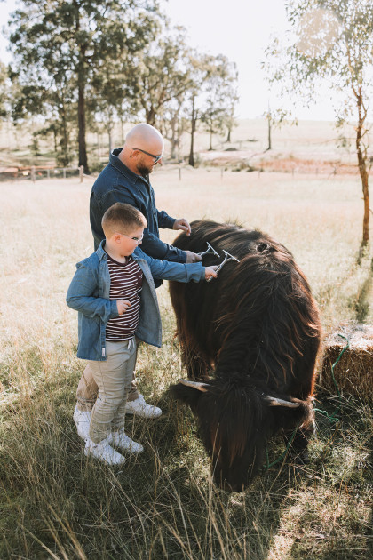 Highland Cows Nicole Butler Photography 10