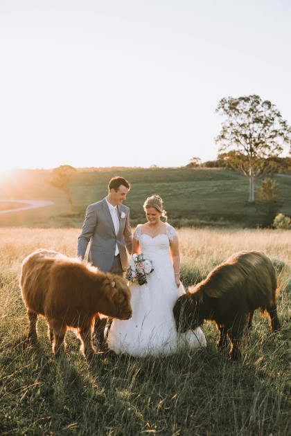 Highland Cows Nicole Butler Photography 2
