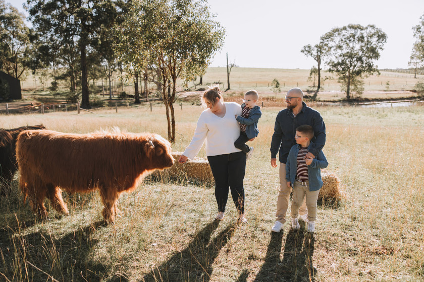 Highland Cows Nicole Butler Photography 1