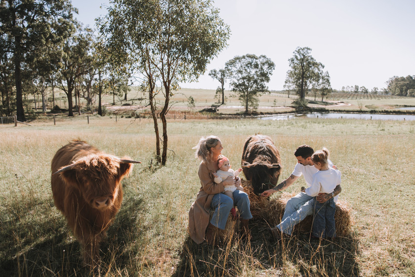 Highland Cows Nicole Butler Photography 8