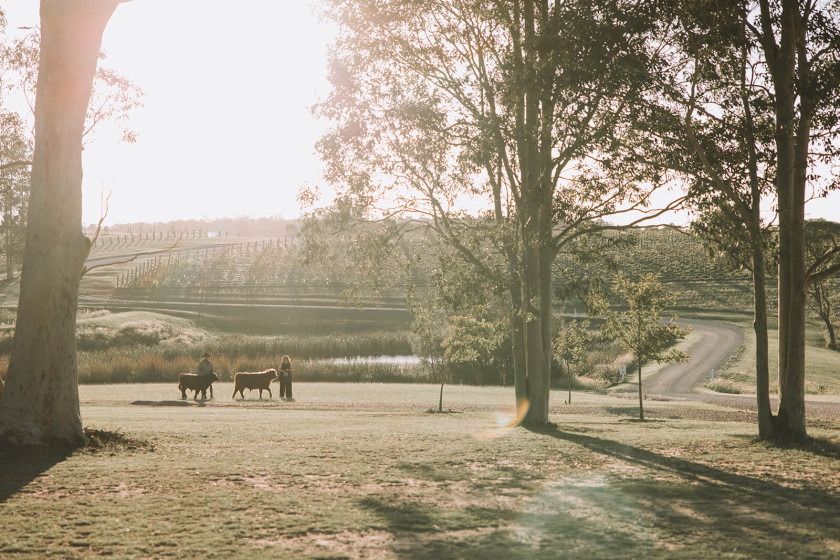 Highland Cows Nicole Butler Photography 15